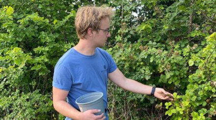 Connor, the Stillgarden gardener, foraging.