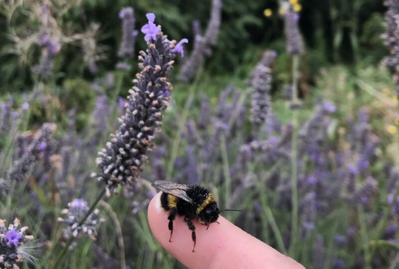 A bee enjoying the garden.